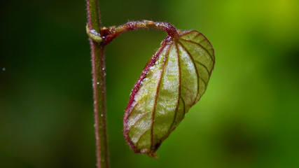 Close up beautiful leaf in the forest, Nepenthes plant
