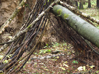 a hut near a fallen tree in the autumn damp forest