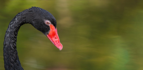 portrait of a black swan © Pongsarun