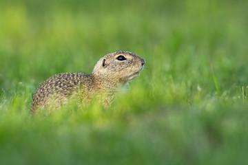 Endangered european ground squirrel, spermophilus citellus, hiding on green field with copy space. Little mammal in calm wilderness