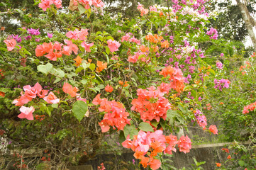 Bougenville flowers are in full bloom