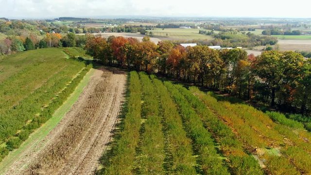 AERIAL Reveal Peach Trees In Autumn during Off-Season, DOLLY OUT