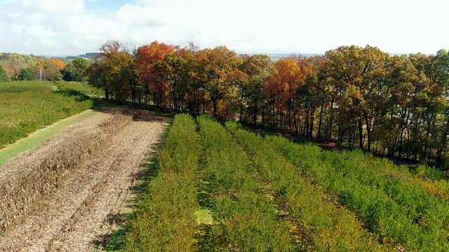 AERIAL Reveal Peach Trees In Autumn during Off-Season, LOW ANGLE