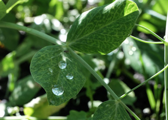 капли дождя на листах