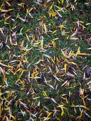 background of autumn leaves on the grass