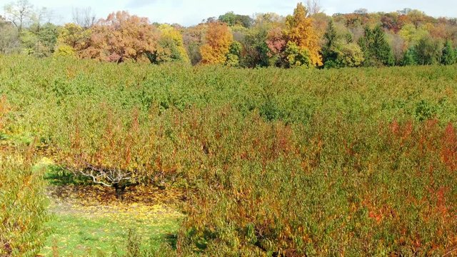 AERIAL Peach Orchard In The Autumn Season, TILT UP