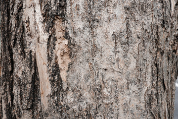 Texture of tree for background