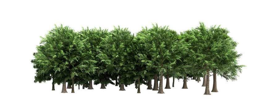 Green trees isolated on white background no shadow Forest and foliage in summer 3d render
