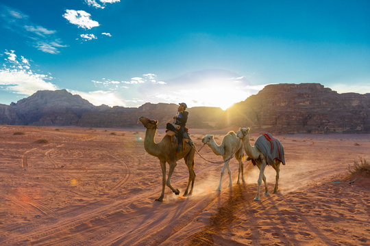 Camels in Wadi rum desert in Jordan