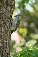The European Green Woodpecker, Picus viridis is feeding its chicks before they will have the first flight out. Nesting cavity is in old dry tree, green background, pretty morning and soft golden light