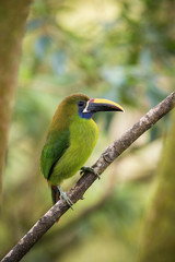 Aulacorhynchus prasinus, Emerald toucanet The bird is perched on the branch in nice wildlife natural environment of Costa Rica..