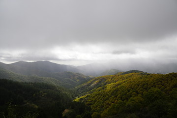 Fototapeta na wymiar Castanea sativa chesnut castañar otoño en el valle del genal serrania de ronda malaga andalucia 