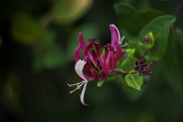 Animals and landscapes