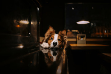 border collie dog waiting for order in a cafe