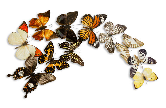 Beautiful butterfly group isolated on white background with clipping path