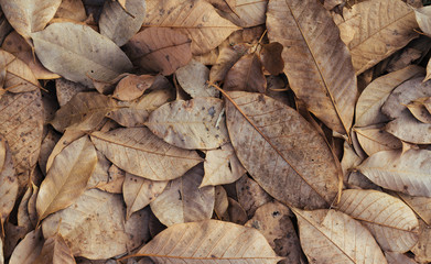 Dry leaves on floor background 