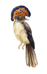 Amazon paradise flycatcher bird watercolor illustration. Hand painted beautiful tropical exotic bird with amazing orange feathers on the head, isolated on white background. 