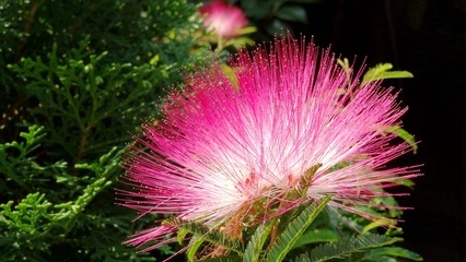 Close up pink and white color of albizia flower blooming in the garden. Natural landscape, albizia of flower language is love. 