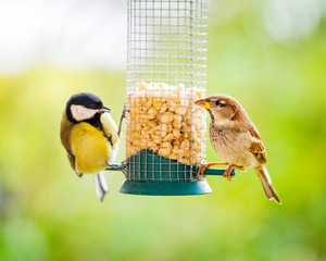 Tit and Sparrow at a feeder in winter