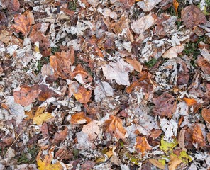 autumn leaves on the ground