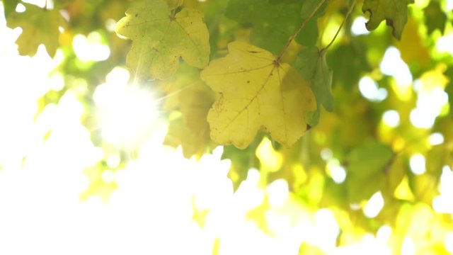 sole filtra foglie alberi controluce