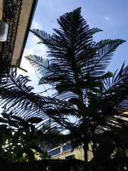 Palm tree on a bright day
