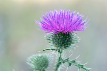 Carduus crispus, the curly plumeless thistle or welted thistle. Honey flower. Place for text