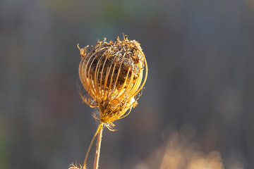 Dry wild carrot flower in autumn. Queen Anne's lace, bishop's lace  or  Daucus carota. Place for text, selective focus.