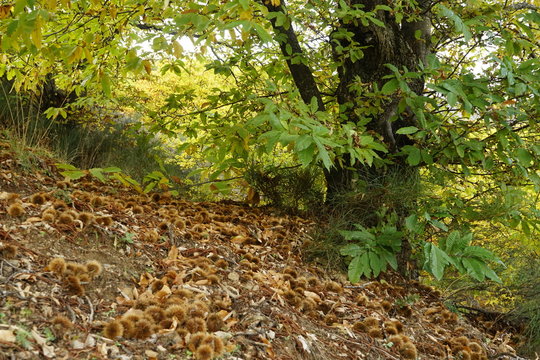 oto&ntilde;o en el valle del genal serraria de ronda malaga andalucia  espa&ntilde;a