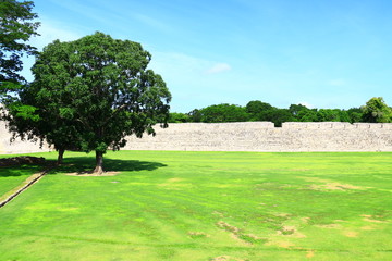 arbol en explanada edzna mexico