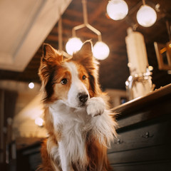 adorable border collie dog posing in a cafe