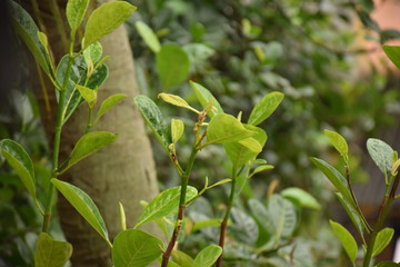 green leaves of tree
