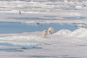 Two wild polar bears going on the pack ice north of Spitsbergen Island, Svalbard