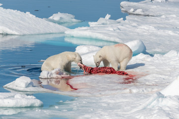 Two wild polar bears eating killed seal on the pack ice north of Spitsbergen Island, Svalbard © Alexey Seafarer