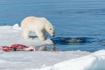 Fototapeta na wymiar Two wild polar bears eating killed seal on the pack ice north of Spitsbergen Island, Svalbard