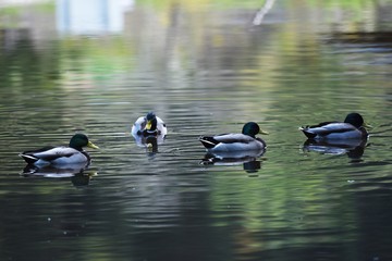 Mallard in the pond / Mallard males have green head and females with brown feathers.