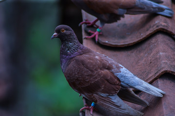 pigeon on a background