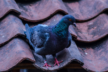 white pigeon on a background
