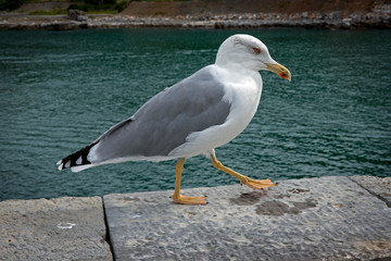 Fototapeta na wymiar Portovenere Ligurie Italy. Seagull. Mediterranean Sea