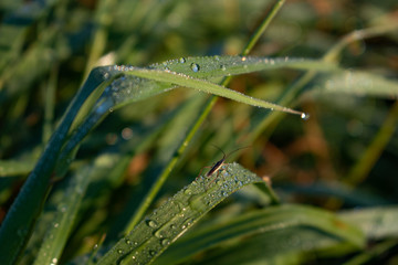dew on grass