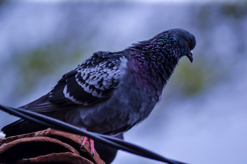 pigeon blue on branch