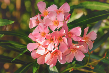Pink oleander blossom, floral background