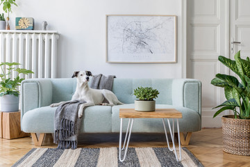 Stylish scandinavian living room interior of modern apartment with mint sofa, design coffee table, furnitures, plants and elegant accessories.  Beautiful dog lying on the couch. Home decor. Template.