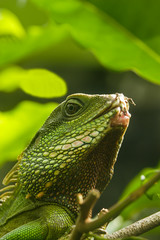 Green Water Dragon (Physignathus cocincinus) , lizard ,Agamas (Agamidae)