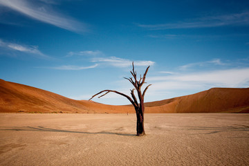 Namib-Naukluft National Park, Namibia, Africa. Dead Camelthorn Trees