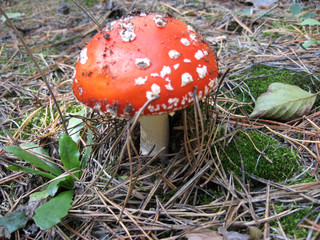 Red fly agaric mushroom or toadstool in the grass. Latin name is Amanita muscaria. Toxic mushroom