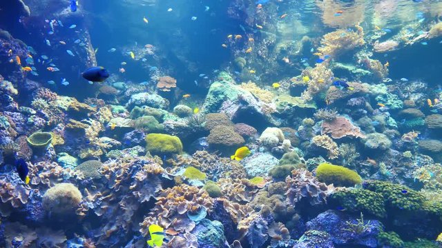 Big aquarium with colourful corals and fishes