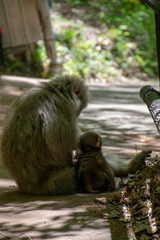 Obraz premium 渋温泉 猿の親子