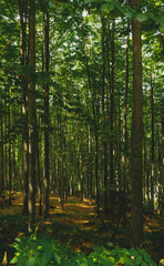 Mixed thick forest in the Carpathian mountains, Romania