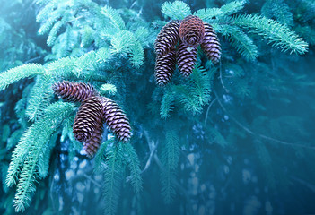 Background of Christmas tree branches with big fir cones.